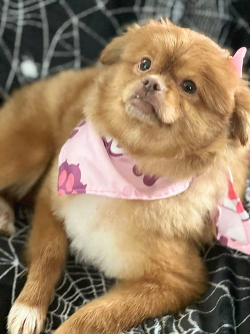 Photo of Sandie, adoptable senior Pekingese in Santa Ana, California