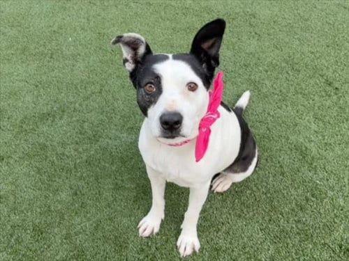 Photo of Bella, adoptable senior Pit Bull Terrier in San Pedro, California