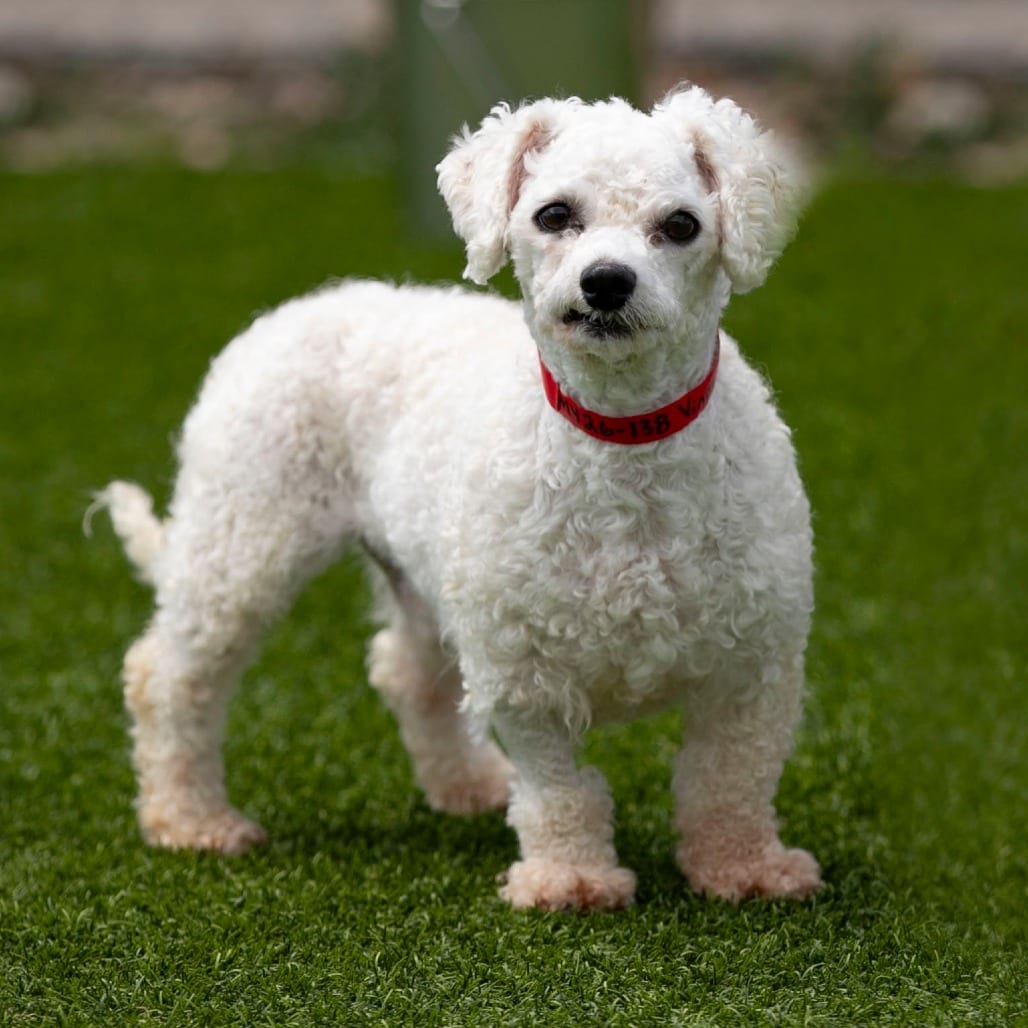 Photo of Vinny MY26-138, adoptable senior Bichon Frise in Colorado Springs, Colorado