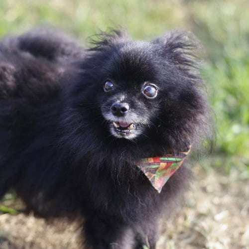 Photo of Dottie, adoptable senior Pomeranian in San Antonio, Texas
