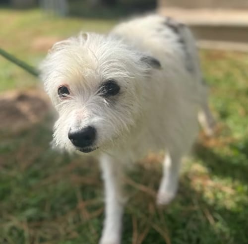 Photo of Flora Mae in TX, adoptable senior Terrier in Cranston, Rhode Island