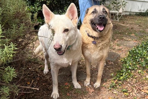 Photo of Lucas & Chelsy, adoptable senior German Shepherd Dog in Rocky Point, North Carolina