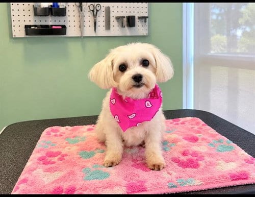 Photo of Marcy, adoptable senior Maltese in Orange, California