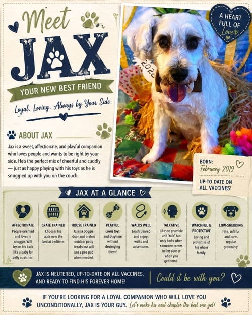 Photo of Jax, adoptable senior Schnauzer in Tucson, Arizona