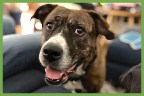 Photo of Baby, adoptable senior American Pit Bull Terrier in Amherst, Massachusetts