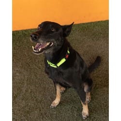 Photo of Rocks, adoptable senior Belgian Malinois in Doral, Florida