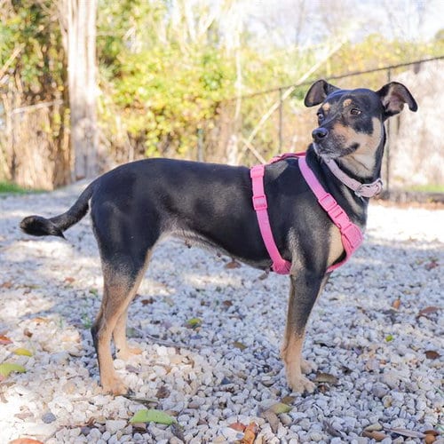 Photo of Christina, adoptable senior Rat Terrier in Waco, Texas