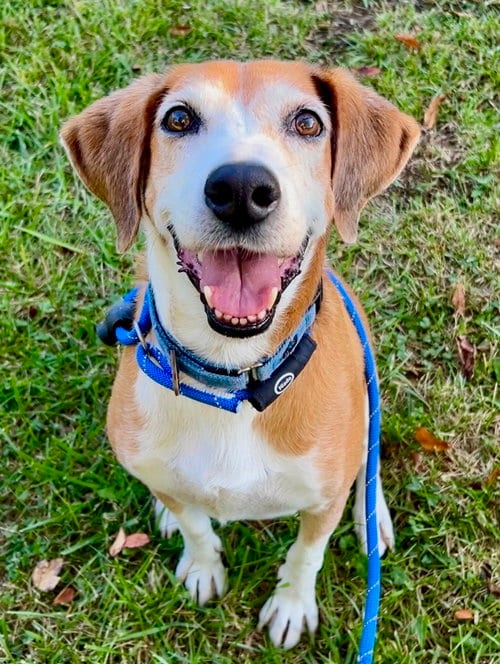 Photo of Pongo Beaufort, adoptable senior Retriever in Rockaway, New Jersey