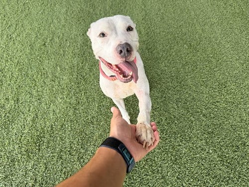 Photo of Kimora, adoptable senior Pit Bull Terrier in Garland, Texas