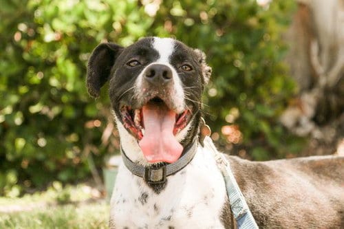 Heron, adoptable senior Basset Hound in San Diego, CA