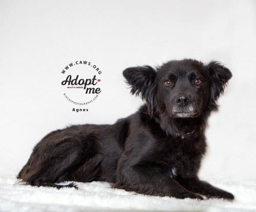 Photo of Agnes, adoptable senior Cattle Dog in Salt Lake City, Utah