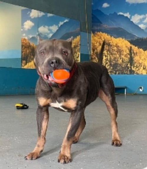 Photo of Blue, adoptable senior American Pit Bull Terrier in Sanford, Florida