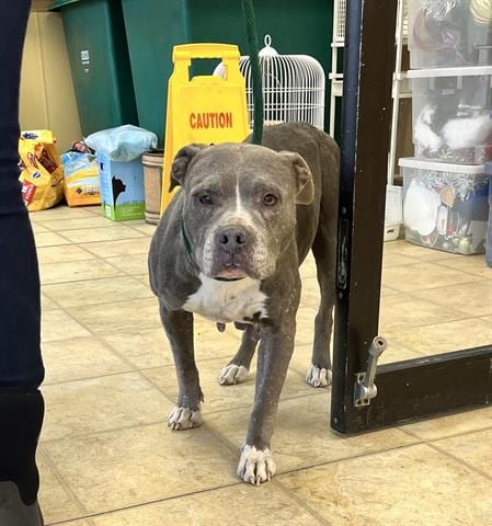 Photo of Twiddle Dee, adoptable senior Pit Bull Terrier in Norfolk, Virginia