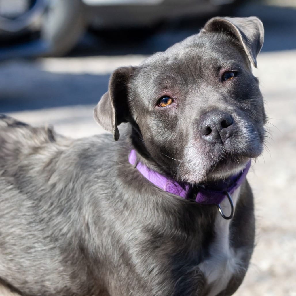 Photo of Critter, adoptable senior Terrier, Pit Bull / Mixed Breed (Medium) in Weatherford, Texas