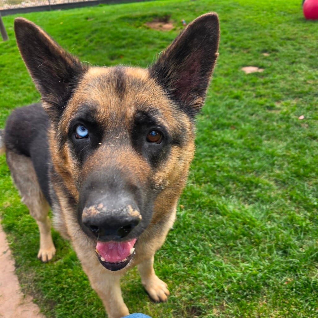 Photo of Dude, adoptable senior Shepherd / Mix in Kanab, Utah