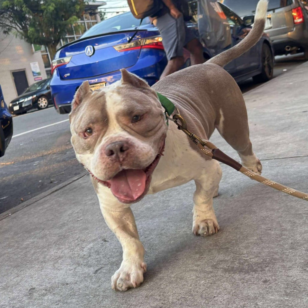 Photo of Ricotta, adoptable senior Unknown / Mixed Breed (Medium) in Whitestone, New York