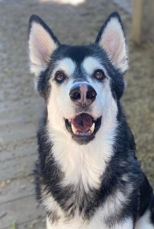 Roxie, adoptable senior Siberian Husky in Matawan, NJ