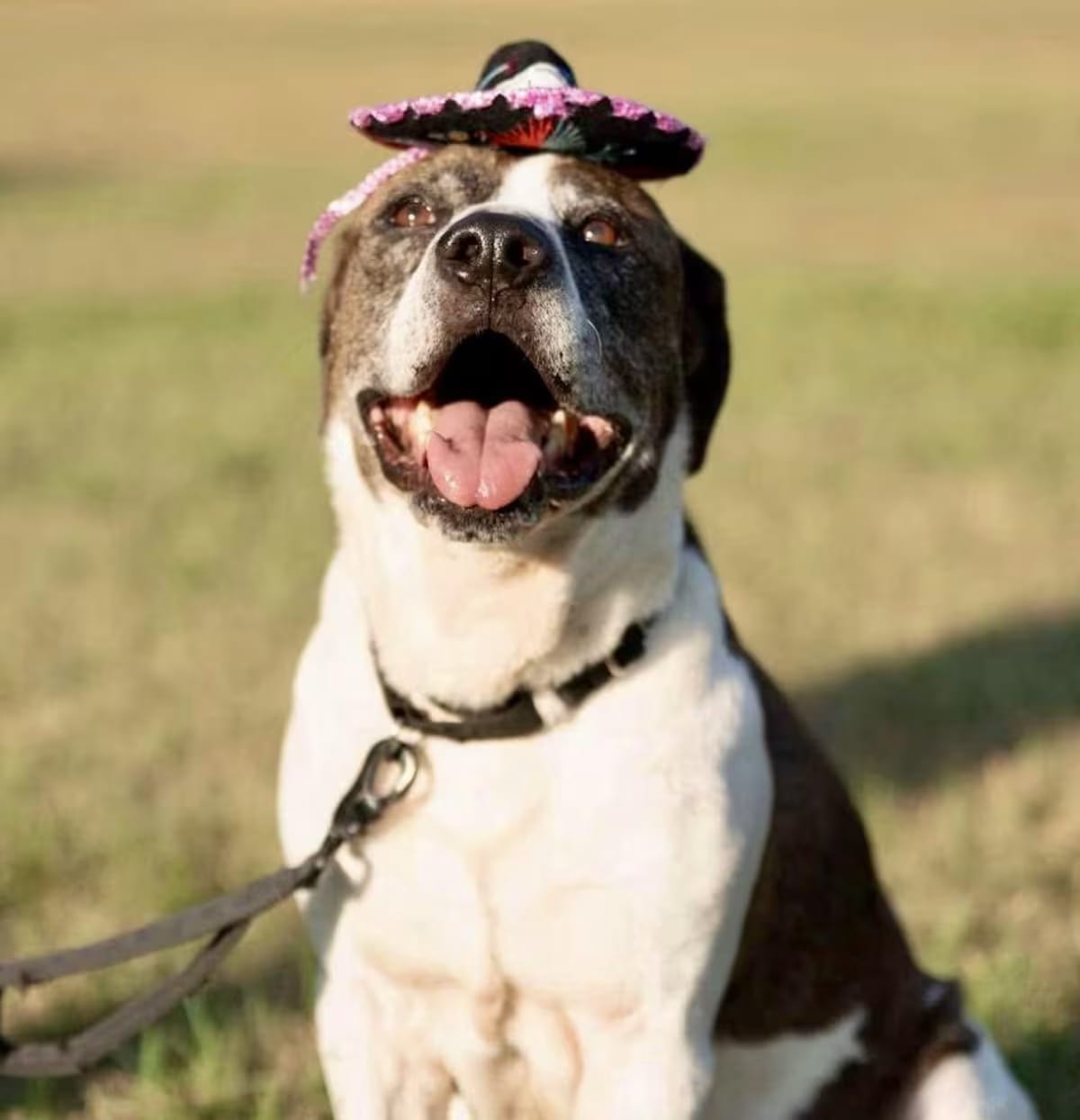 Photo of Ernie, adoptable senior American Pit Bull Terrier/Australian Cattle Dog in Syracuse, New York