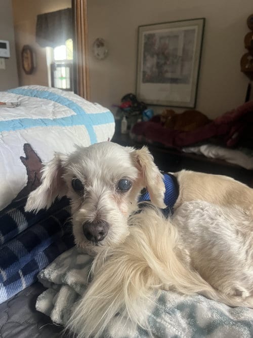 Photo of Ava, adoptable senior Poodle (Miniature) in Spring, Texas