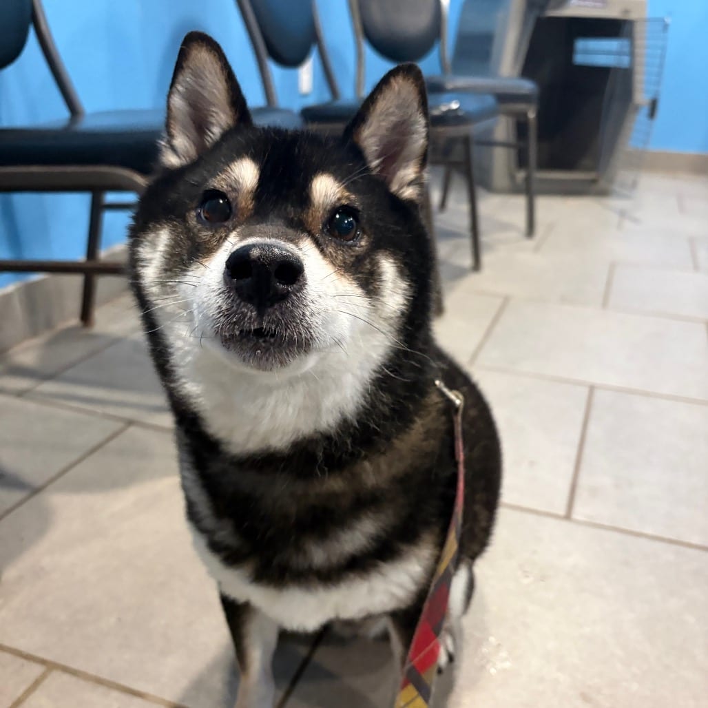 Photo of Jethro, adoptable senior Shiba Inu in West Des Moines, Iowa