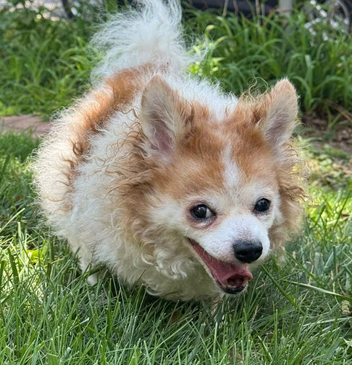 Photo of Hayleigh, adoptable senior Chihuahua Poodle (Miniature) in Rockville, Maryland