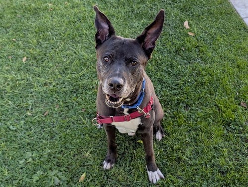 Photo of Shadow, adoptable senior German Shepherd Dog in San Clemente, California