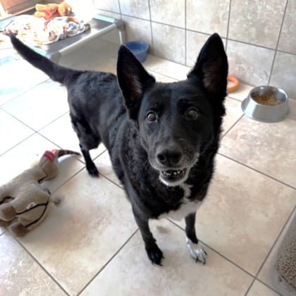 Photo of Lily, adoptable senior Australian Cattle Dog/Mix