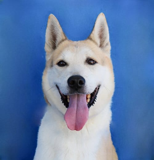 Photo of Max, adoptable senior Shepherd in Pasadena, California