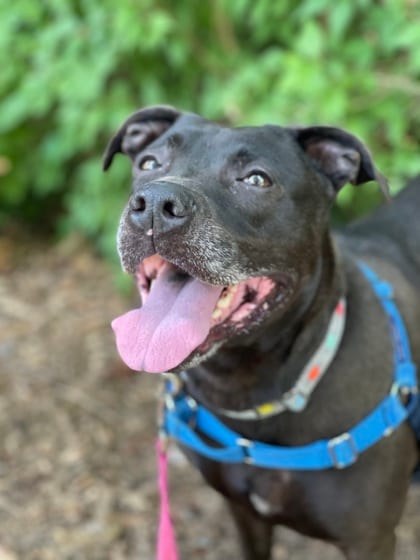 Photo of Nina, adoptable senior Terrier, American Pit Bull/Mix in Annapolis, Maryland