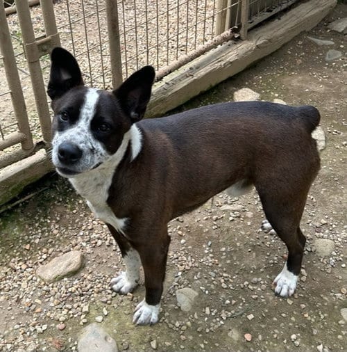 Photo of Benji, adoptable senior Australian Cattle Dog/Blue Heeler in Arlington, Virginia