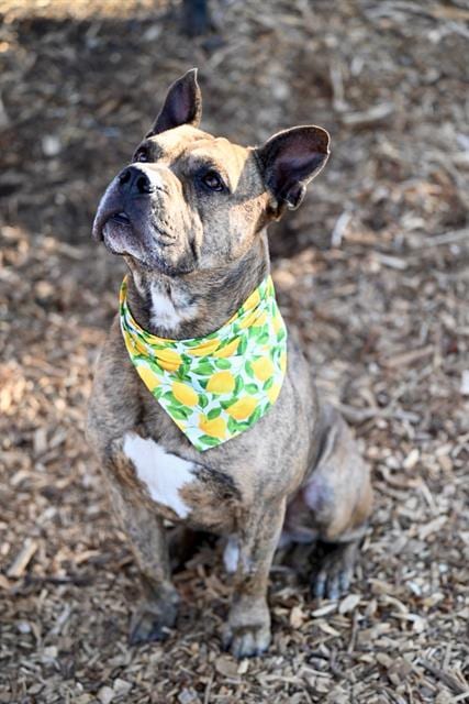 Photo of Picasso, adoptable senior Pit Bull Terrier in Santa Cruz, California