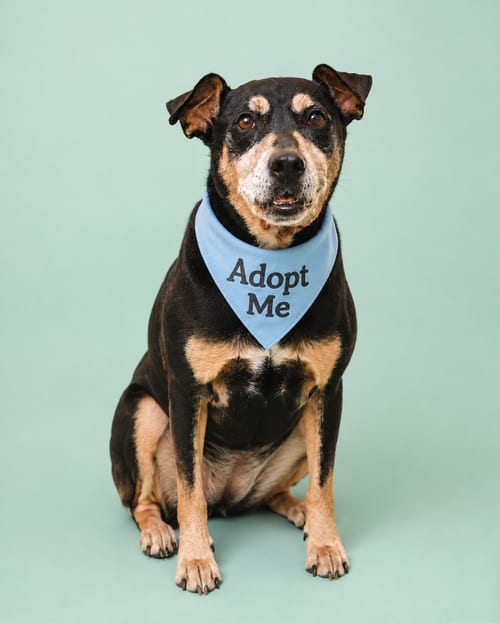 Photo of Zorrito, adoptable senior Manchester Terrier in Inglewood, California