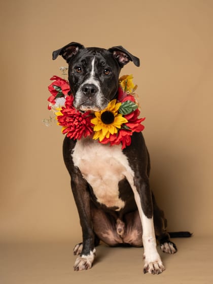 Photo of Burnt Cheese, adoptable senior dog in Atlanta, Georgia