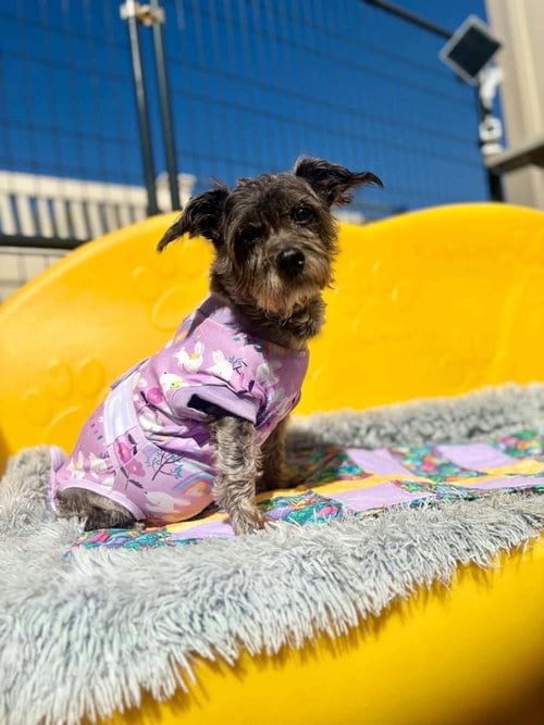 Photo of Shadow, adoptable senior Jack Russell Terrier in Liverpool, New York
