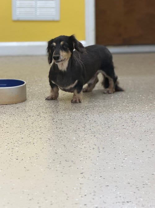 Photo of Romeo, adoptable senior Dachshund in York, South Carolina