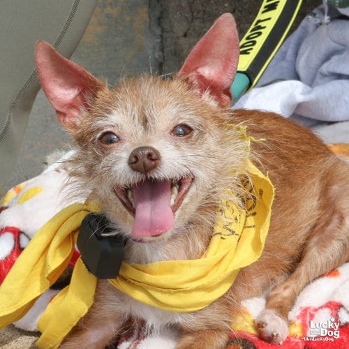 Photo of Jipsy, adoptable senior Chihuahua in Washington, District of Columbia