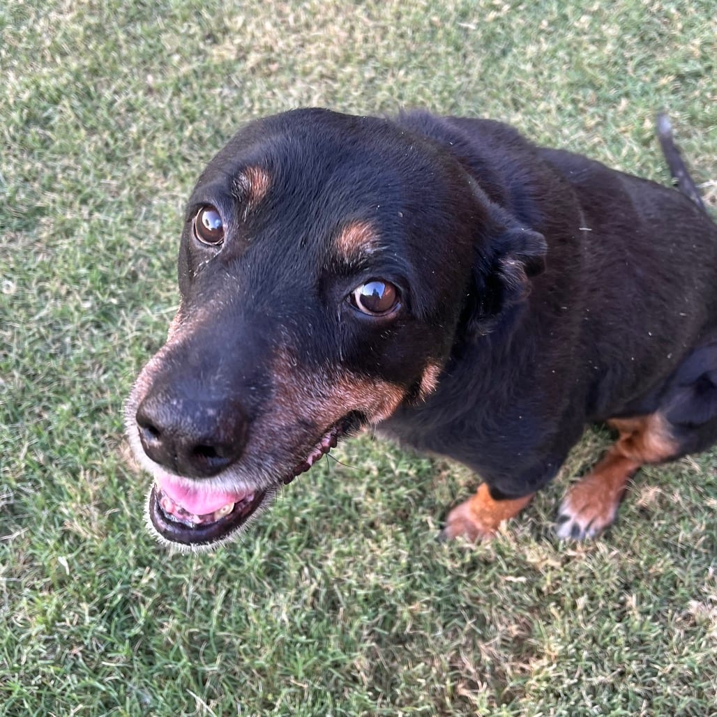 Photo of Georgie, adoptable senior Rottweiler / Mixed Breed (Medium) in Oklahoma-based; Northeast placements, Oklahoma