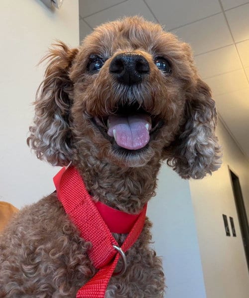 Photo of Flash, adoptable senior Poodle (Miniature) in Chester, New Jersey