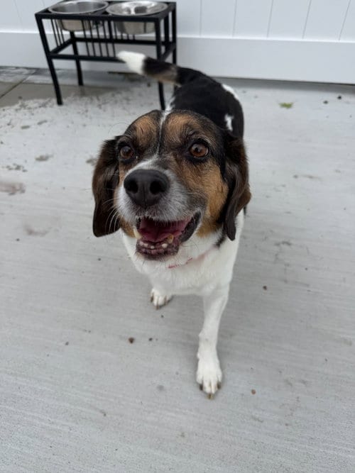 Photo of Max, adoptable senior Beagle in Lancaster, Pennsylvania