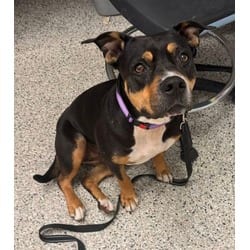 Photo of Jasmine, adoptable senior American Pit Bull Terrier in Kansas City, Missouri