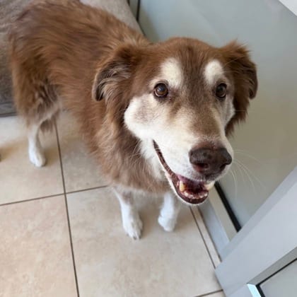Photo of Toasty, adoptable senior Australian Shepherd/Mix