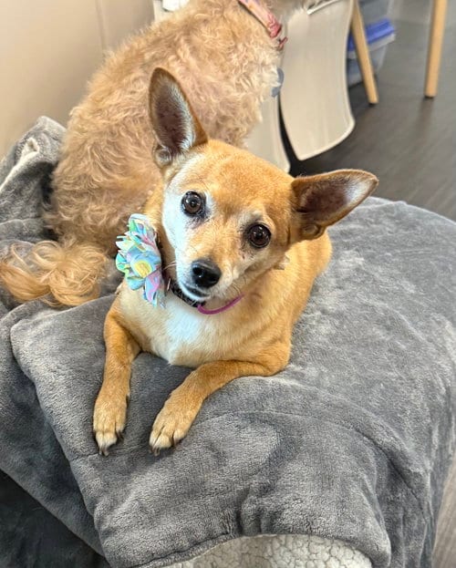 Photo of Abbie, adoptable senior Chihuahua in Phoenix, Arizona