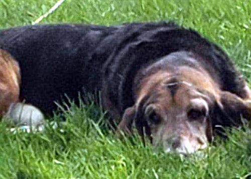 Photo of Coal, adoptable senior Basset Hound in Milmay, New Jersey
