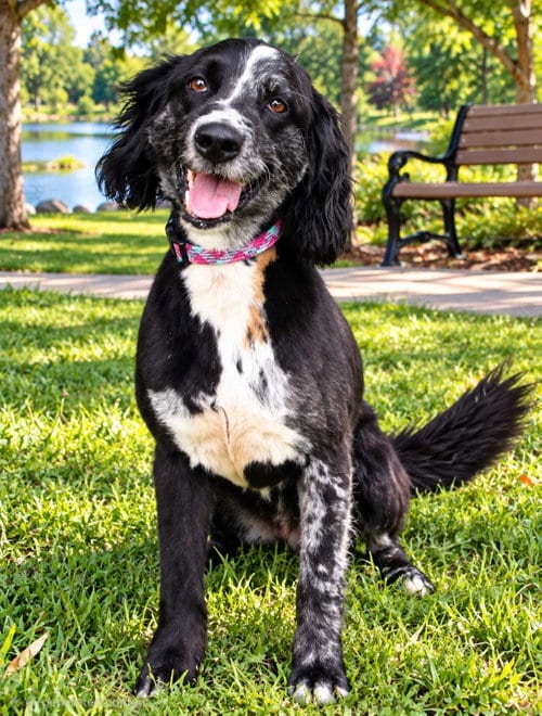 Photo of Marley Girl, adoptable senior Australian Shepherd in Franklin, Tennessee