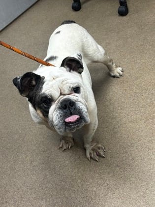 Photo of Happy Face, adoptable senior dog in Chamblee, Georgia