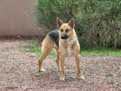 Photo of Junior, adoptable senior German Shepherd Dog in Santa Fe, New Mexico