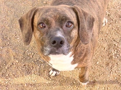 Photo of Potato, adoptable senior dog in Georgetown, Texas