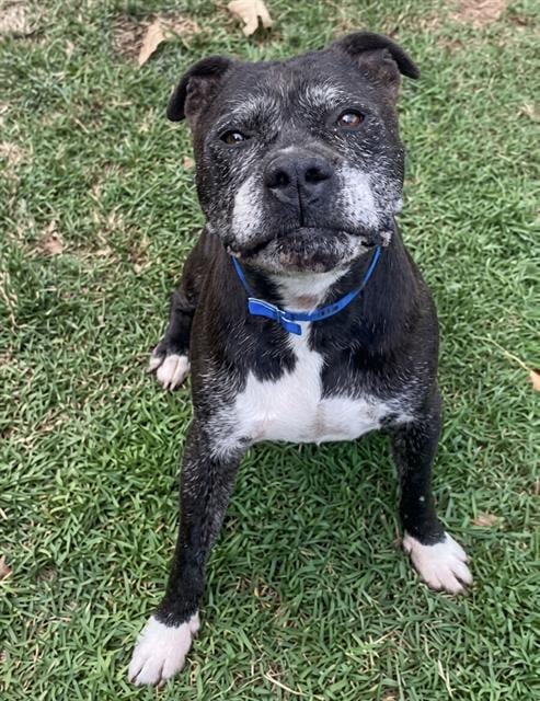 Photo of Ravioli, adoptable senior Pit Bull Terrier in Riverside, California