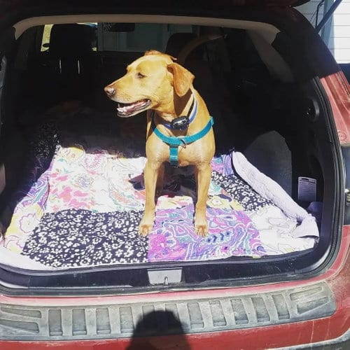 Photo of Toby, adoptable senior Labrador Retriever in Fort Collins, Colorado