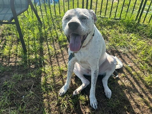 Photo of Gunner, adoptable senior Labrador Retriever in Ocala, Florida